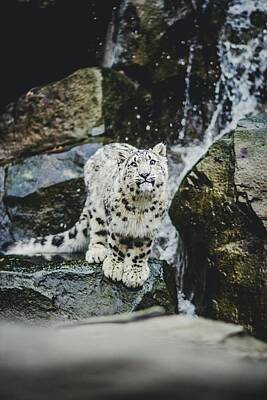 Fantasy Royalty-Free and Rights-Managed Images - Snow Leopard by Castle Photography