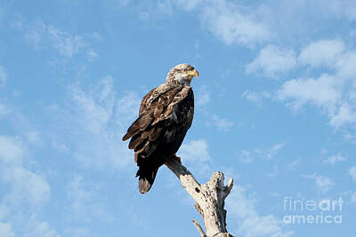 Ink And Water Rights Managed Images - Bald Eagle Royalty-Free Image by Lori Tordsen