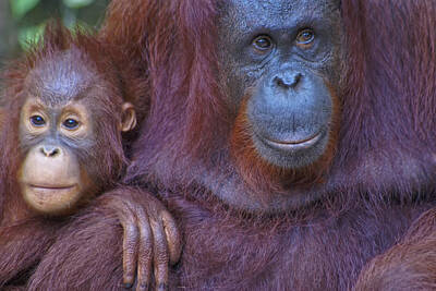 Queen - Borneo Orangutans in Sarawak by Carol Ailles