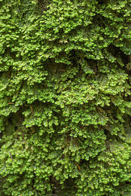 Glass Of Water Rights Managed Images - Cool rainforest moss Royalty-Free Image by Bill Pusztai