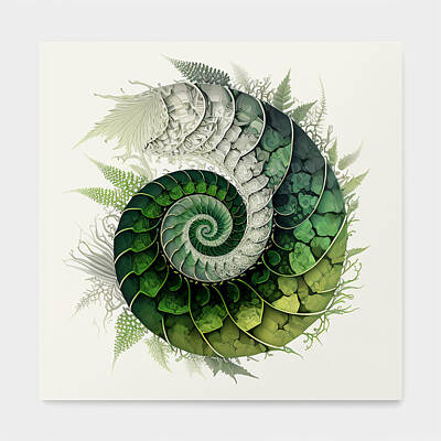 Sunflowers Drawings - Fibonacci Sequence Spiral in Nature by RAGANA Design