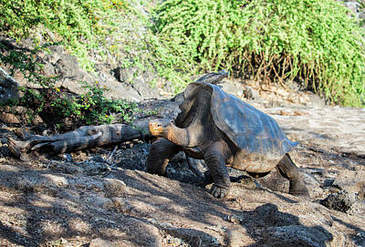 Slim Aarons - Galapagos Giant Tortoise by Carol Ailles
