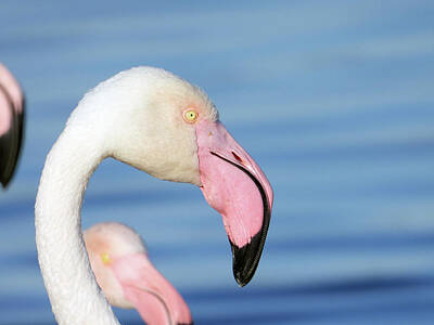 Animals Photos - Greater Flamingo by Bird Republic