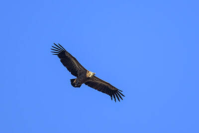 Boho Christmas - One griffon vulture flying in front of blue sky by Stefan Rotter