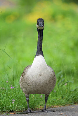 Little Mosters - Portrait of a Canada Goose in a meadow by Stefan Rotter