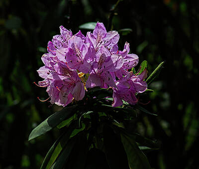Granger - Rhododendrons by Robert Ullmann