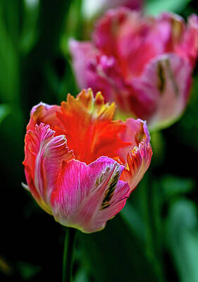 Florentius The Gardener - Tulip by Robert Ullmann