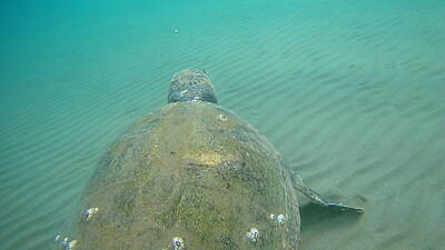 Mossy Lanscape - Sea Turtle Caretta - Caretta Zakynthos Island Greece by GiannisXenos Underwater Photography