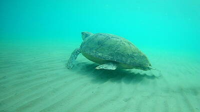 Abstract Sailboats - Sea Turtle Caretta - Caretta Zakynthos Island Greece by GiannisXenos Underwater Photography