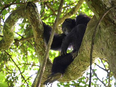 Spot Of Tea - A chimpanzee sitting on a tree in a forest by Stefan Rotter