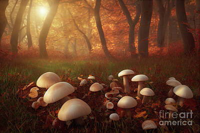 The American Diner Rights Managed Images - Autumn mushrooms in woods foliage Royalty-Free Image by Benny Marty