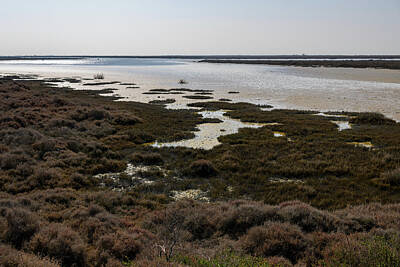 Advertising Archives Rights Managed Images - Wetlands in the Camargue on a sunny day in springtime Royalty-Free Image by Stefan Rotter