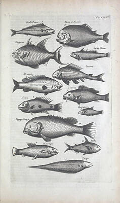 Beach House Shell Fish - Historiae naturalis de quadrupedibus libri , cum aeneis figuris c1657 by Jonstonus, Joannes, 1603-16 by Artistic Rifki