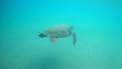 Discover Inventions - Sea Turtle Caretta - Caretta Zakynthos Island Greece by GiannisXenos Underwater Photography