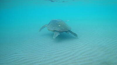 Jolly Old Saint Nick - Sea Turtle Caretta - Caretta Zakynthos Island Greece by GiannisXenos Underwater Photography
