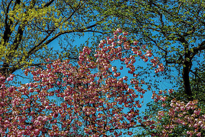 Female Outdoors - Spring Trees by Robert Ullmann