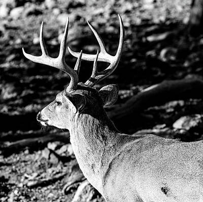 Scifi Portrait Collection - 9pt - Whitetail Deer Buck 2 BW by Renny Spencer