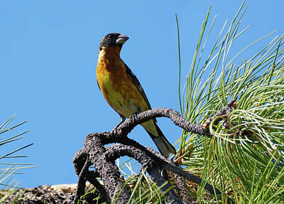 Superhero Ice Pop - A Black Headed Grosbeak Perched on a Branch by Moment of Perception