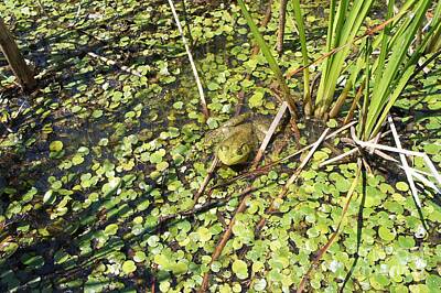 Patriotic Signs - A Bullfrog in the Marsh by Marie Debs
