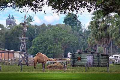 On Trend Breakfast Royalty Free Images - A Camel, A Windmill, And A Log Cabin Royalty-Free Image by Mark Andrew Thomas