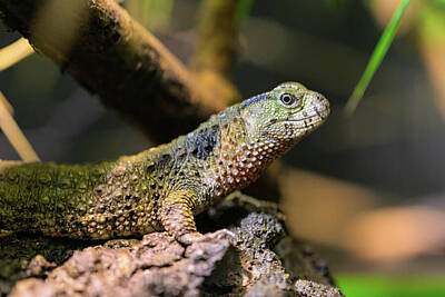 Reptiles Royalty-Free and Rights-Managed Images - A Chinese crocodile lizard resting on a log by Stefan Rotter