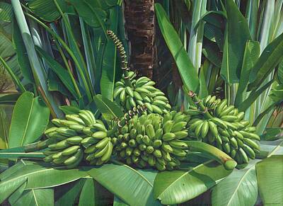 Food And Beverage Paintings - A cluster of unripe bananas is nestled among lush green leaves and a palm tree trunk, displaying a v by MotionAge Designs