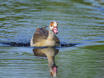 Birds Photos - A Egyptian Goose swimming on a lake by Stefan Rotter