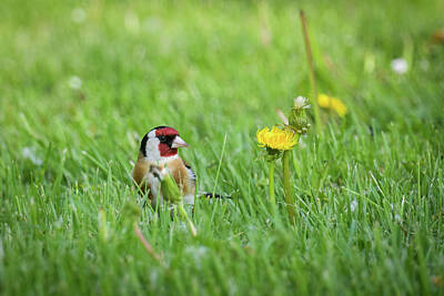 Art History Meets Fashion - A European Goldfinch standing in a meadow by Stefan Rotter