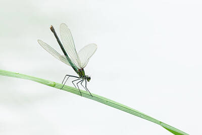 Mlb Photos Rights Managed Images - A female banded demoiselle resting on a grass Royalty-Free Image by Stefan Rotter