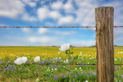 Grateful Dead Royalty Free Images - A Fence and White Prickly Poppies 11 Royalty-Free Image by Rob Greebon