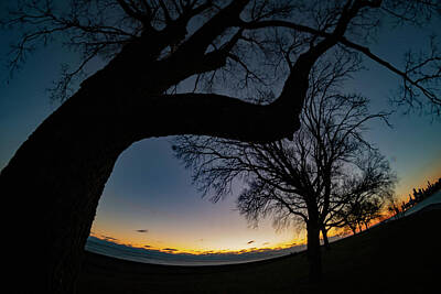 Grape Vineyards - A fisheye look at tree branches to lake to Chicago skyline  by Sven Brogren
