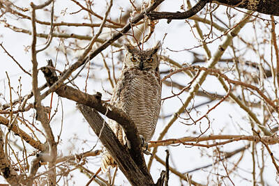 Bicycle Patents Rights Managed Images - A Focused Great Horned Owl Royalty-Free Image by Tony Hake