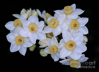 Floral Rights Managed Images - A Gathering of Daffodils Royalty-Free Image by Ava Reaves