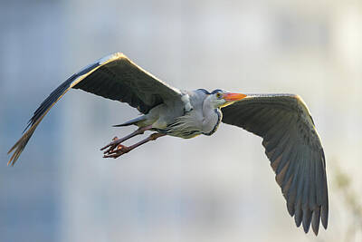 Grimm Fairy Tales Rights Managed Images - A Grey Heron flying on a sunny morning Royalty-Free Image by Stefan Rotter