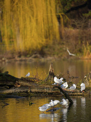 Everything Batman Royalty Free Images - A group of black headed gulls resting Royalty-Free Image by Stefan Rotter