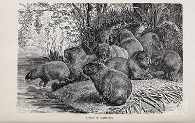 Edward Hopper - A herd of Carpinchos Capybara x5 by Historic illustrations