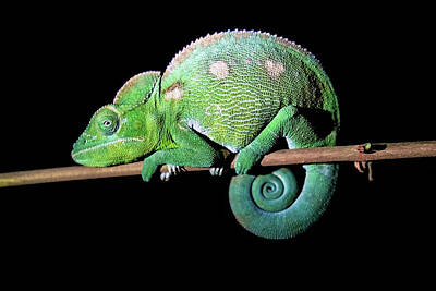 Reptiles Photos - A Labords chameleon  by Manngo Art