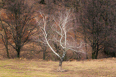 Spot Of Tea - A leafless white birch on a meadow by Stefan Rotter