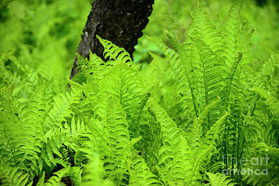Laundry Room Signs - A lovely patch of ferns by Alana Ranney