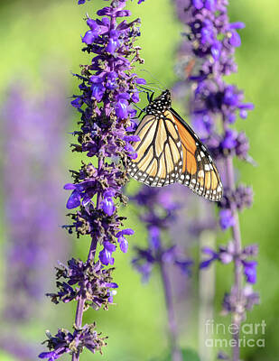 Female Outdoors Royalty Free Images - A Monarch On Blue Salvia Royalty-Free Image by Janice Noto