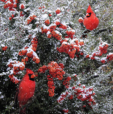 Grimm Fairy Tales - A Pair of Cardinals in a Pyracantha Bush During Snow Flurries by Derrick Neill