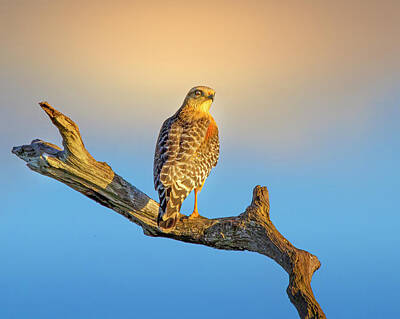 Mark Andrew Thomas Royalty-Free and Rights-Managed Images - A Red Shouldered Hawk at Sunset by Mark Andrew Thomas