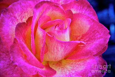 Roses Royalty Free Images - A Rose By Any Name Royalty-Free Image by Julieanne Case