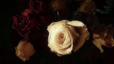 Roses Photos - A Rose by any other name by Frederick Redelius