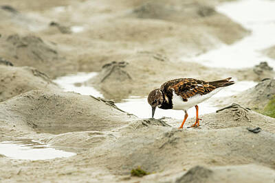 The Beach House Royalty Free Images - A ruddy turnstone looking for food on the beach Royalty-Free Image by Stefan Rotter