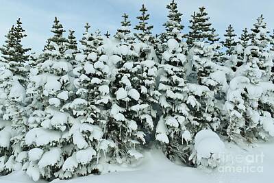 Monochrome Landscapes -  A Snowy Scene 3 by Tonya Hance