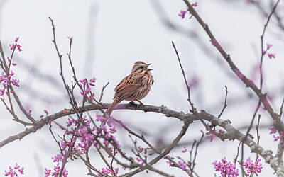 Jolly Old Saint Nick Rights Managed Images - A Song Sparrow in a Redbud Tree Royalty-Free Image by Rachel Morrison