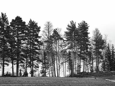 1-black And White Beach - A Spring landscape with wood pigeons and a Roe deer bw by Jouko Lehto