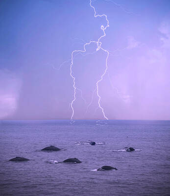 Beach Digital Art - A Storm Approaches a Pod of Humpback Whales by Derrick Neill