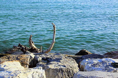 Modern Man Sharks - A Stranded Branch On The Rocks Shaped By The Salty Wind by Ivan Savini